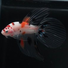 画像8: VT　キャンディ (8)