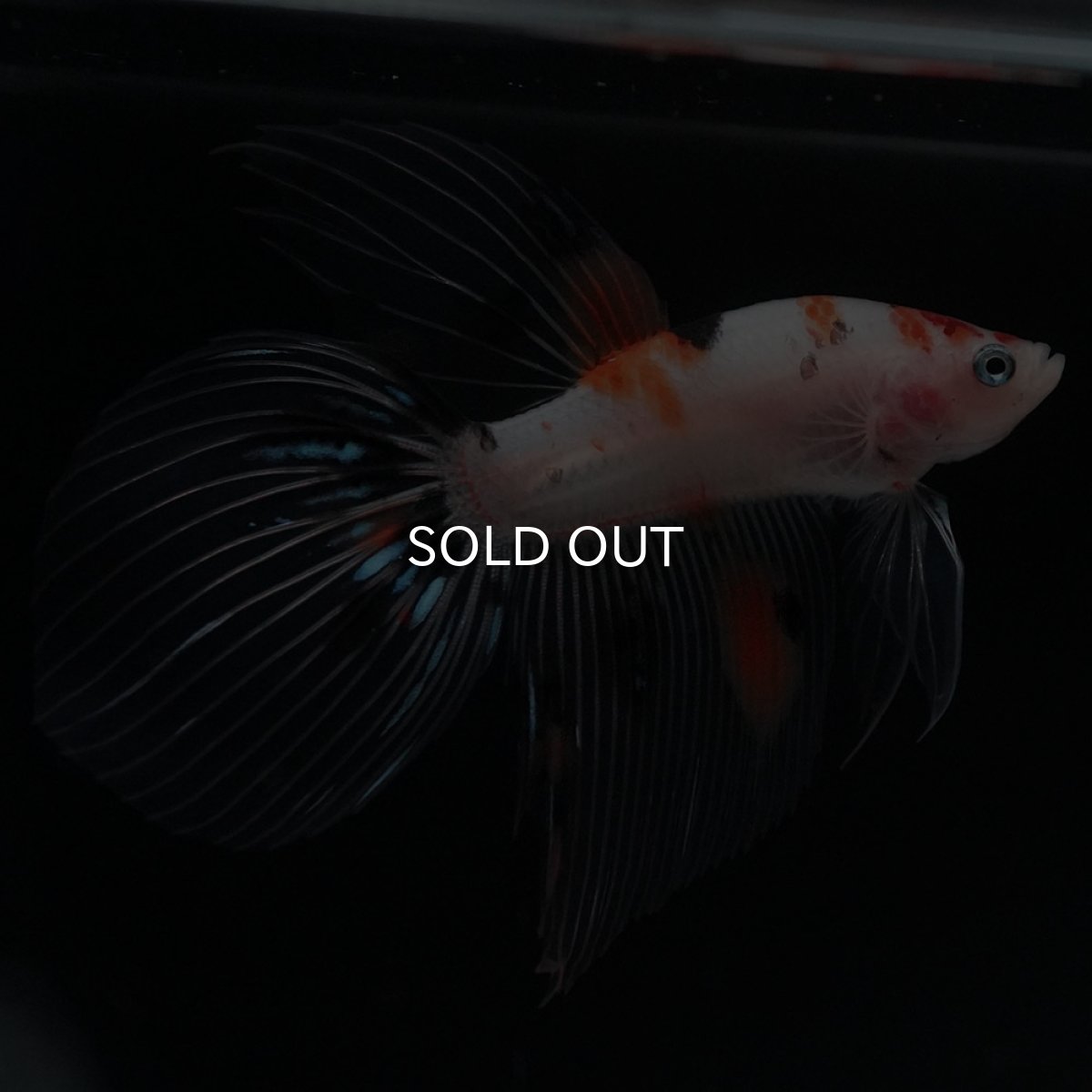 画像3: VT　キャンディ (3)