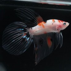 画像3: VT　キャンディ (3)