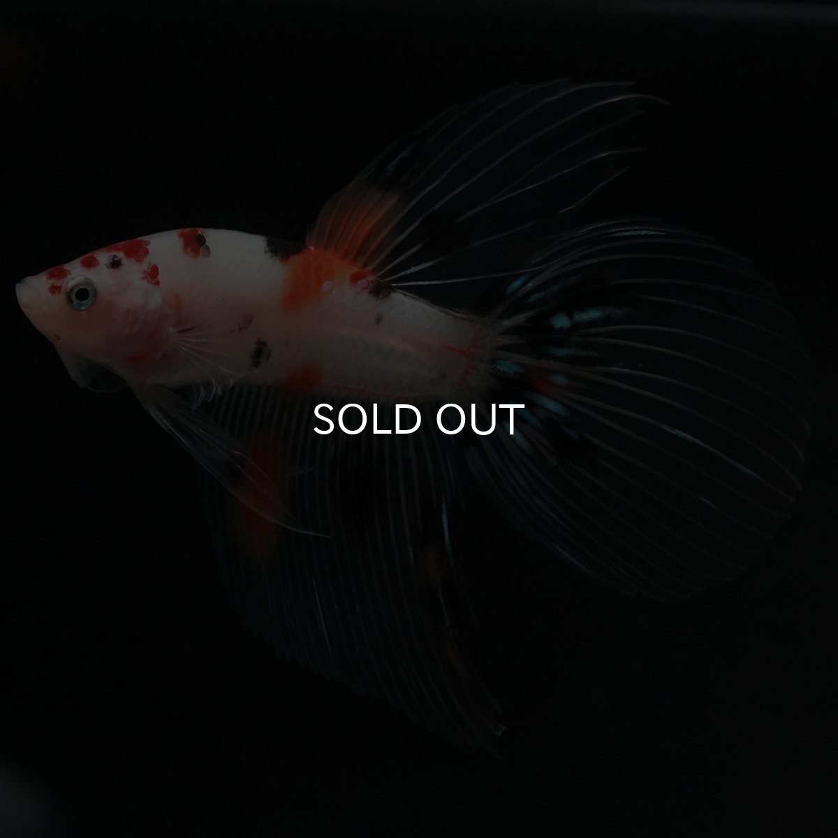 画像2: VT　キャンディ (2)