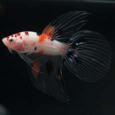 画像2: VT　キャンディ (2)