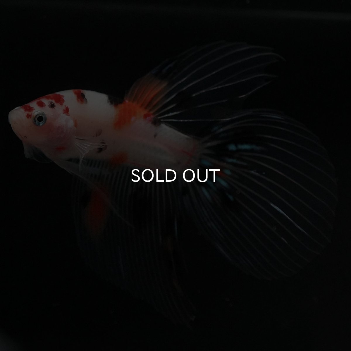 画像6: VT　キャンディ (6)