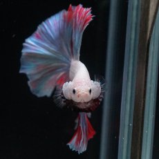 画像3: HM　ホワイトファンシー (3)