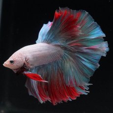 画像10: HM　ホワイトファンシー (10)