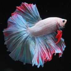 画像9: HM　ホワイトファンシー (9)