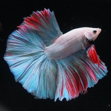 画像2: HM　ホワイトファンシー (2)