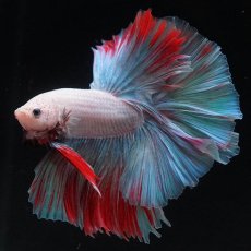 画像4: HM　ホワイトファンシー (4)