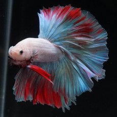 画像8: HM　ホワイトファンシー (8)