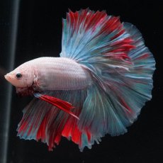 画像6: HM　ホワイトファンシー (6)