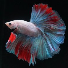 画像1: HM　ホワイトファンシー (1)