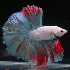 画像7: HM　ホワイトファンシー (7)