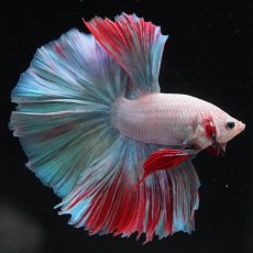 画像5: HM　ホワイトファンシー (5)