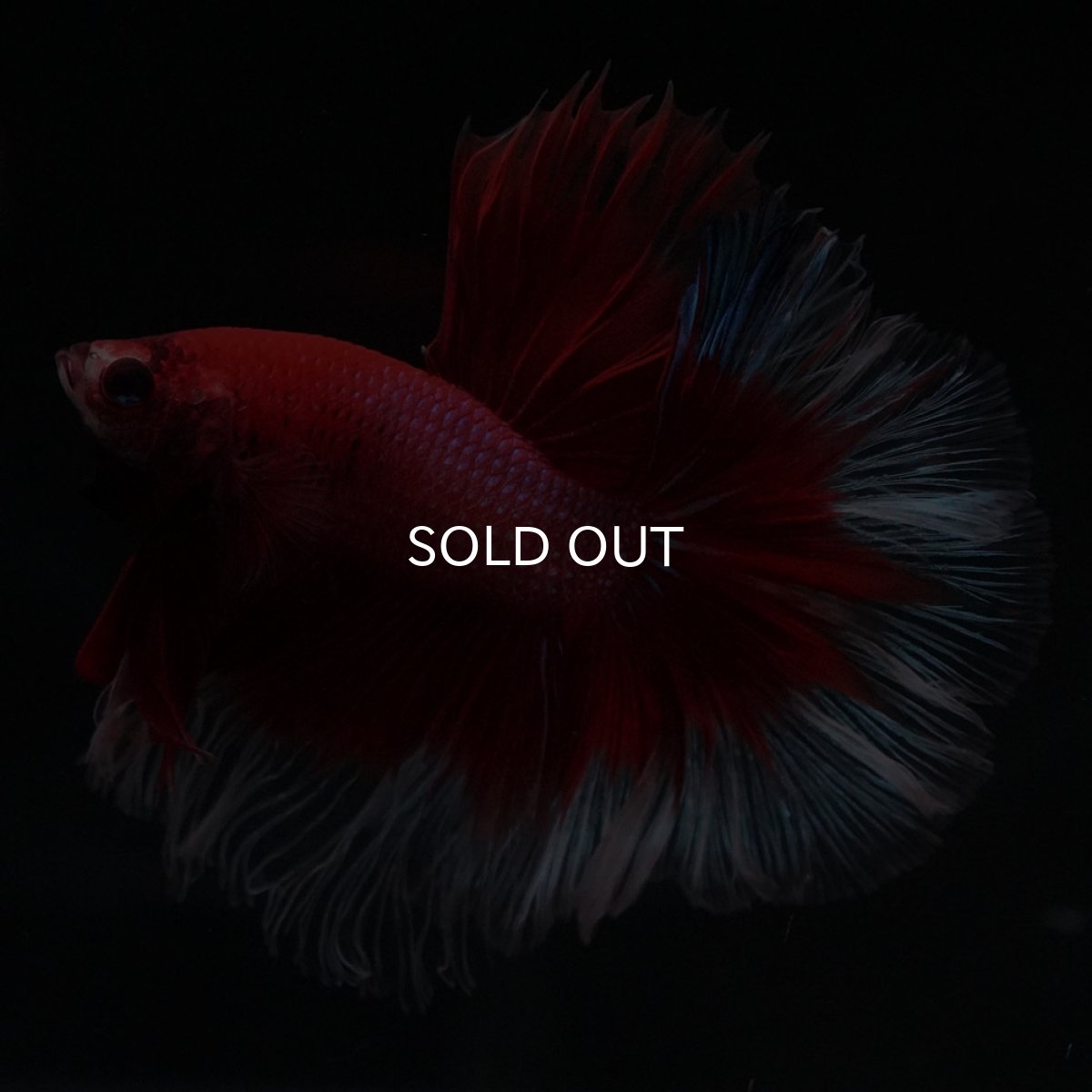 画像1: HM　レッドバタフライ (1)