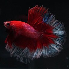 画像1: HM　レッドバタフライ (1)