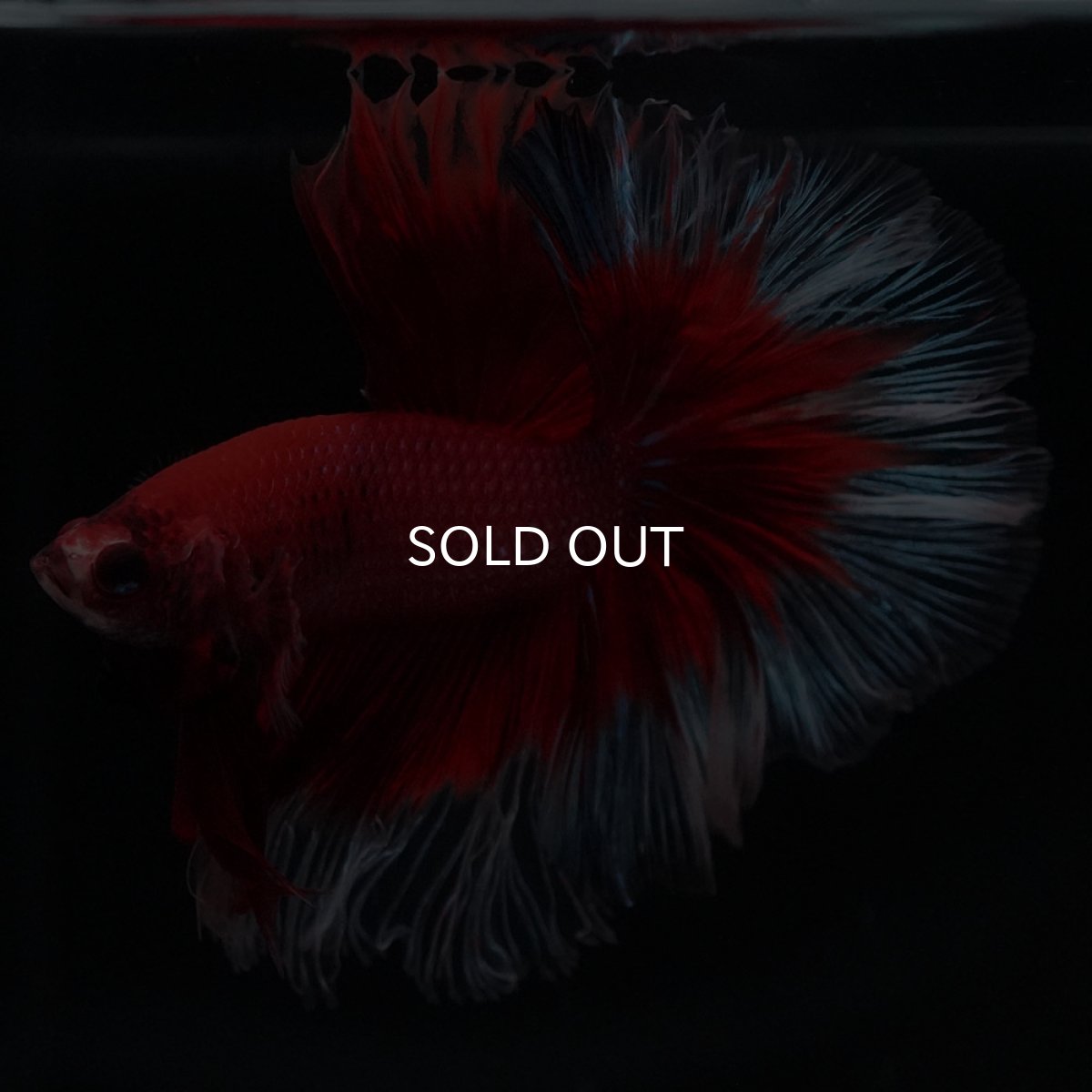 画像6: HM　レッドバタフライ (6)