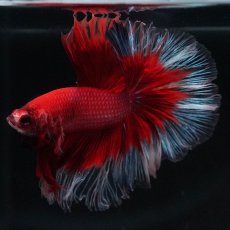 画像6: HM　レッドバタフライ (6)