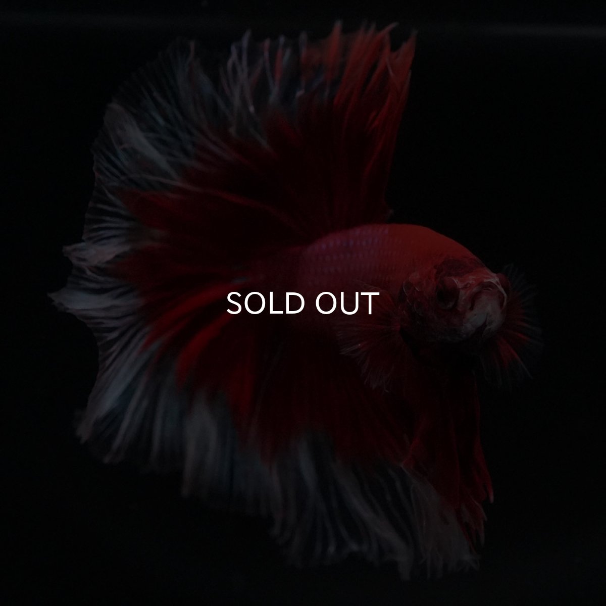 画像3: HM　レッドバタフライ (3)