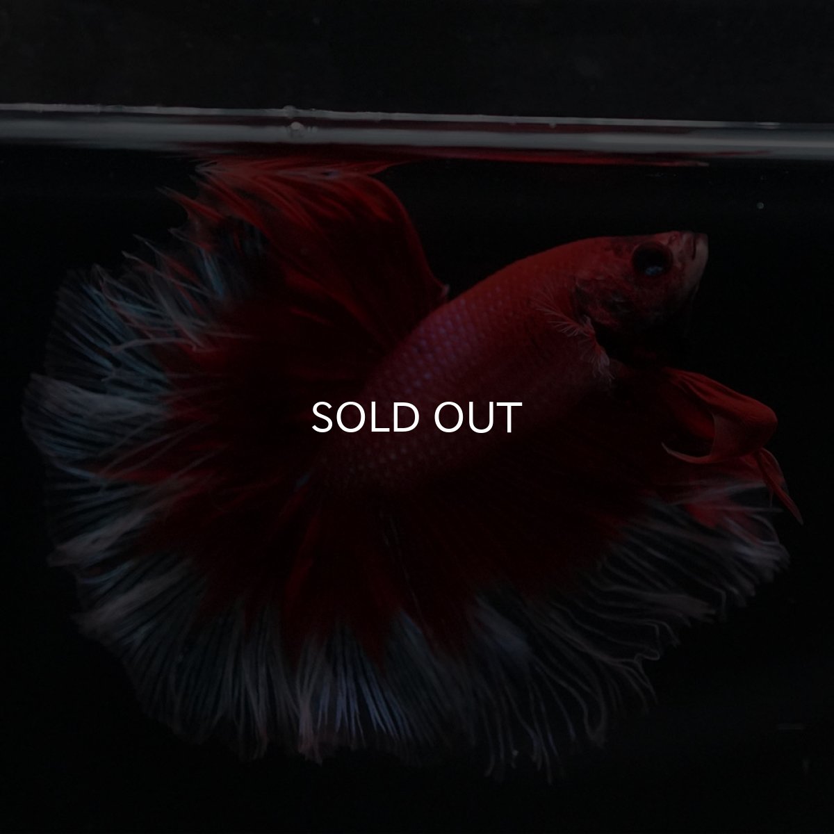 画像7: HM　レッドバタフライ (7)