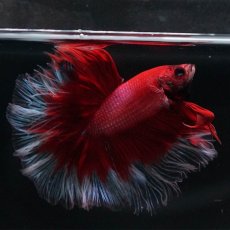 画像7: HM　レッドバタフライ (7)