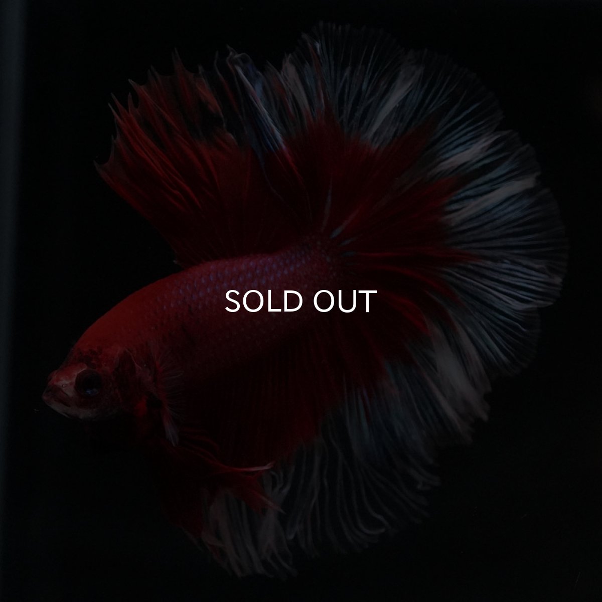 画像8: HM　レッドバタフライ (8)