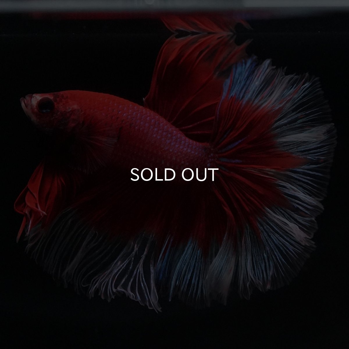 画像4: HM　レッドバタフライ (4)