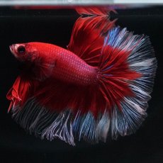 画像4: HM　レッドバタフライ (4)