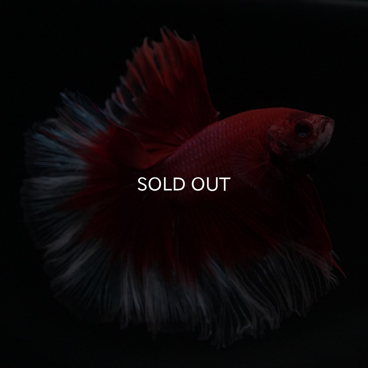 画像5: HM　レッドバタフライ (5)