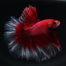 画像5: HM　レッドバタフライ (5)