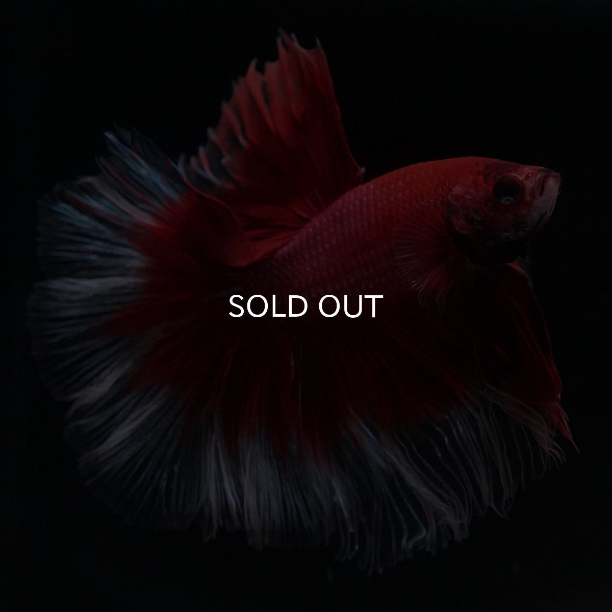 画像2: HM　レッドバタフライ (2)