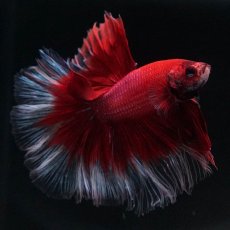 画像2: HM　レッドバタフライ (2)