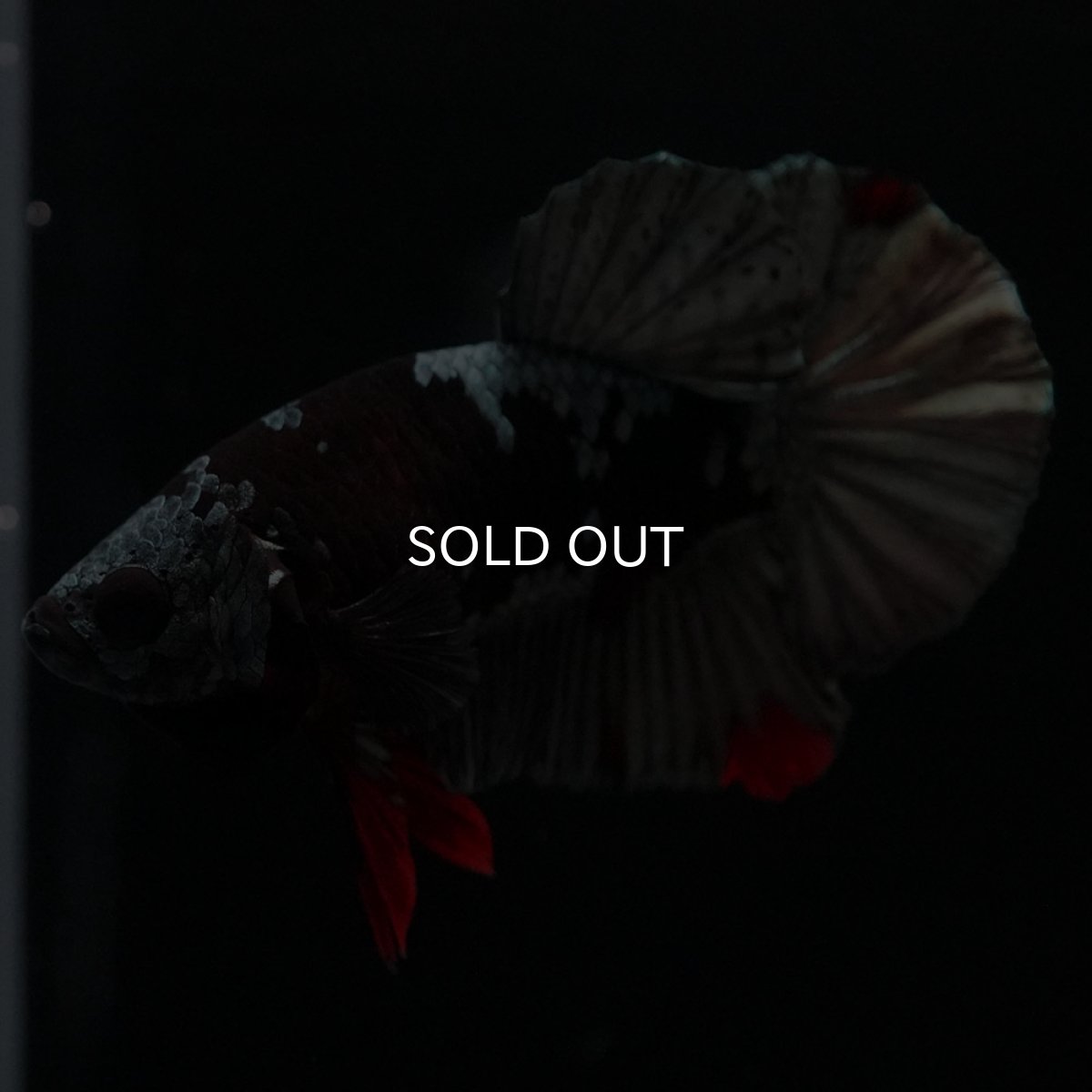 画像7: HMPK　ブラックカッパースター (7)