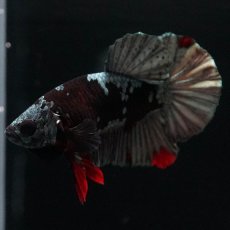 画像7: HMPK　ブラックカッパースター (7)