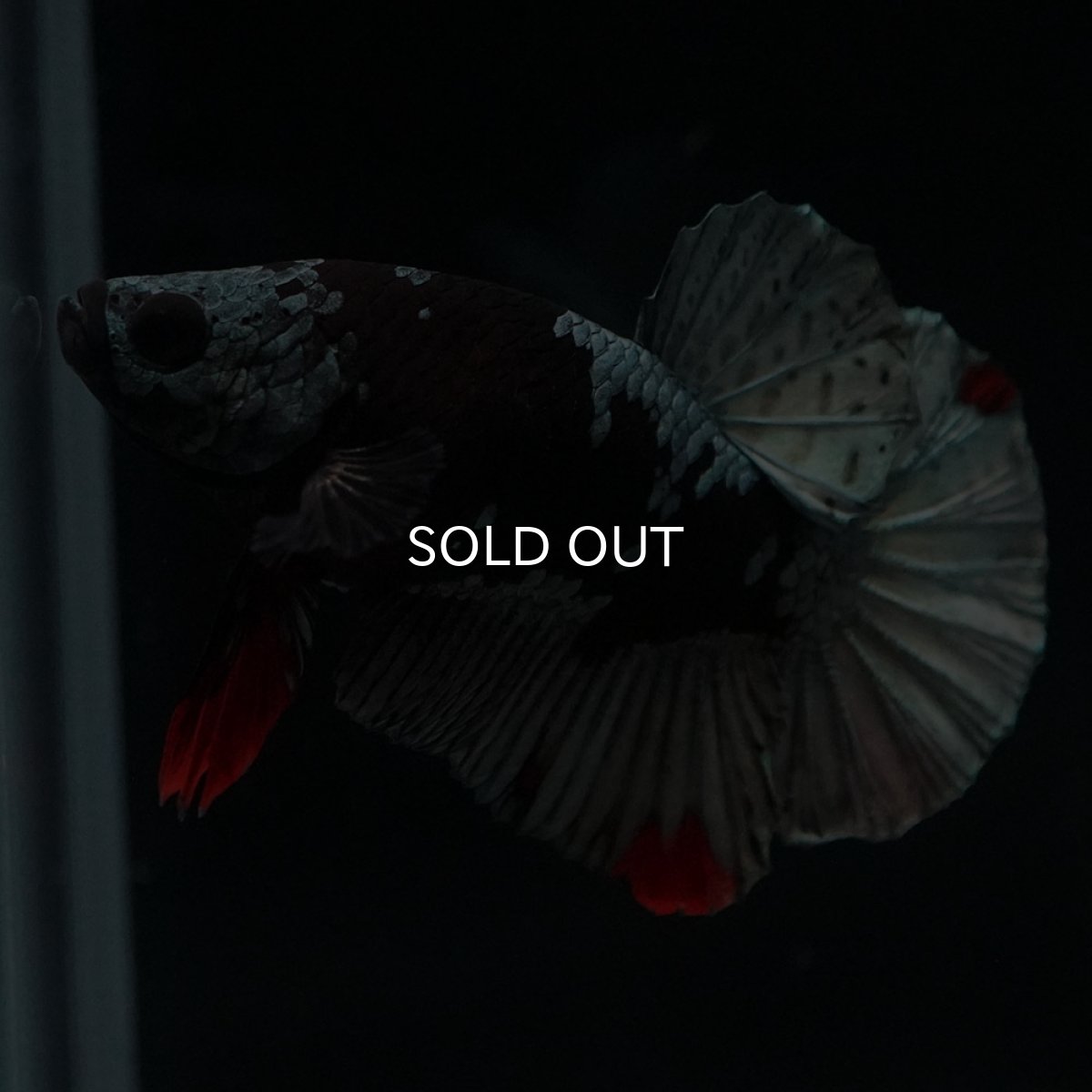 画像6: HMPK　ブラックカッパースター (6)