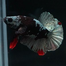 画像6: HMPK　ブラックカッパースター (6)