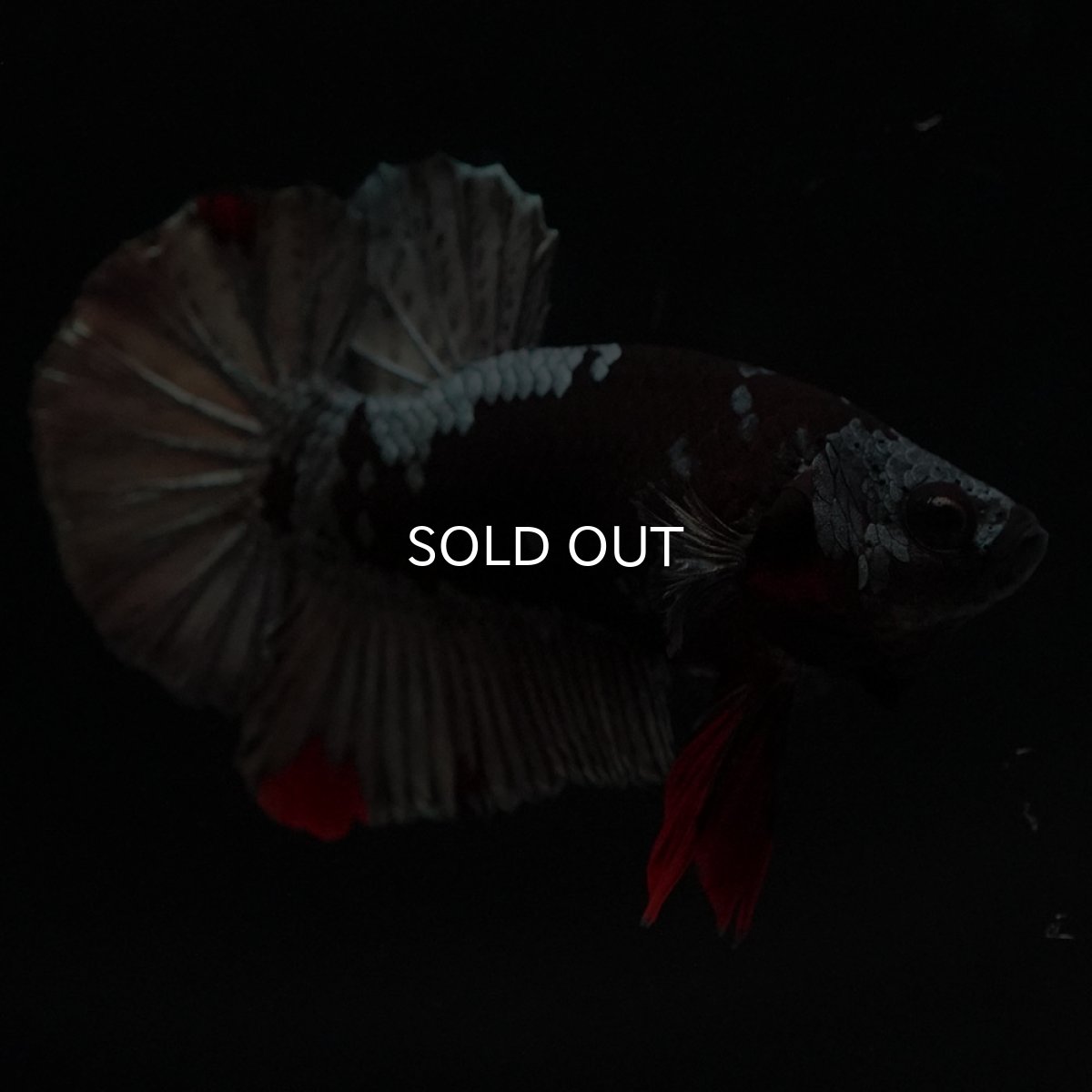 画像5: HMPK　ブラックカッパースター (5)