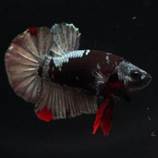 画像5: HMPK　ブラックカッパースター (5)