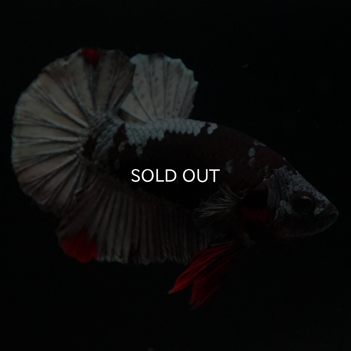 画像3: HMPK　ブラックカッパースター (3)