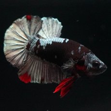 画像3: HMPK　ブラックカッパースター (3)