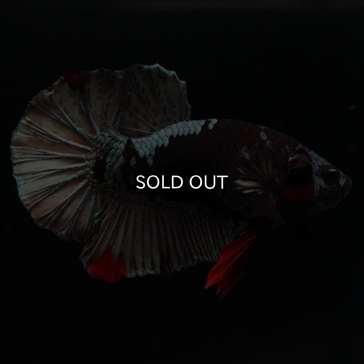 画像1: HMPK　ブラックカッパースター (1)