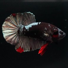 画像1: HMPK　ブラックカッパースター (1)