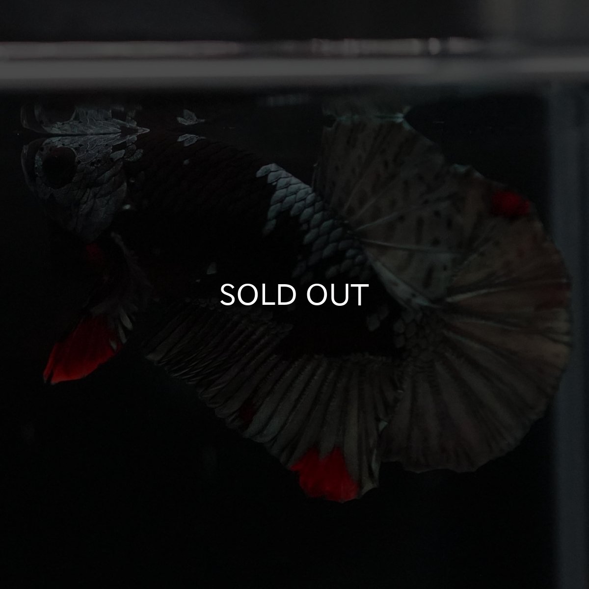 画像4: HMPK　ブラックカッパースター (4)