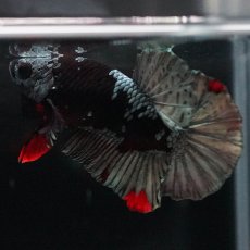 画像4: HMPK　ブラックカッパースター (4)