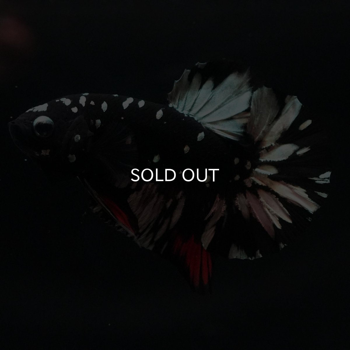 画像2: HMPK　ブラックカッパースター (2)