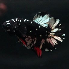 画像2: HMPK　ブラックカッパースター (2)