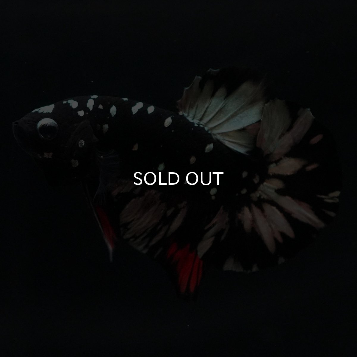 画像6: HMPK　ブラックカッパースター (6)