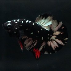 画像6: HMPK　ブラックカッパースター (6)