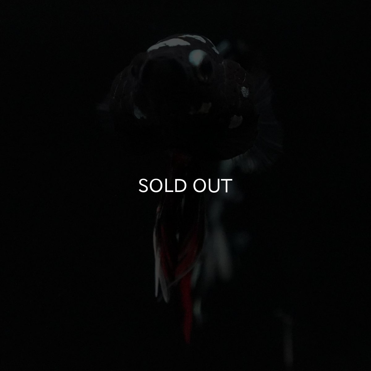 画像3: HMPK　ブラックカッパースター (3)