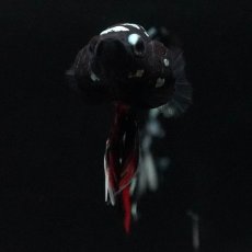 画像3: HMPK　ブラックカッパースター (3)