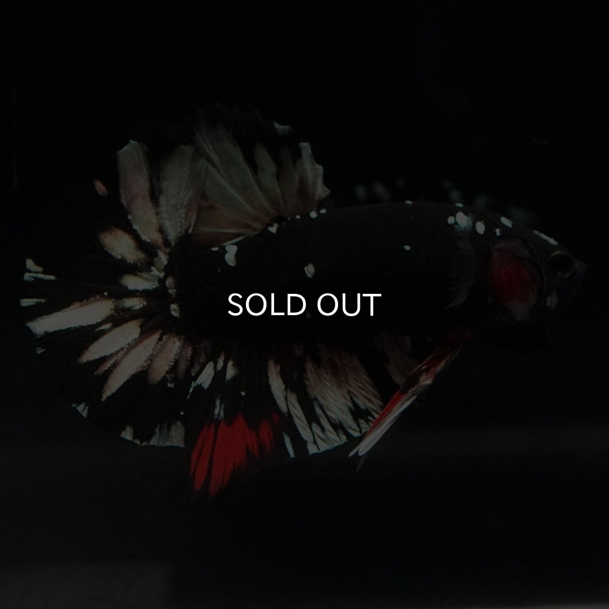 画像7: HMPK　ブラックカッパースター (7)