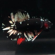 画像7: HMPK　ブラックカッパースター (7)